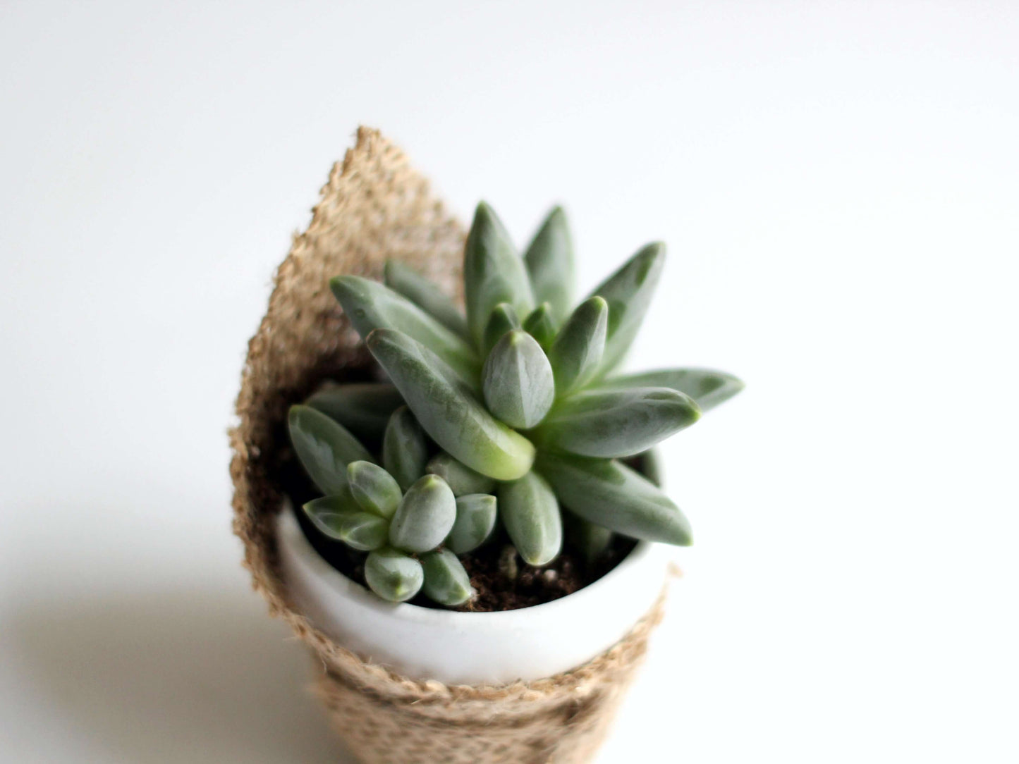 planta suculenta ghiveci