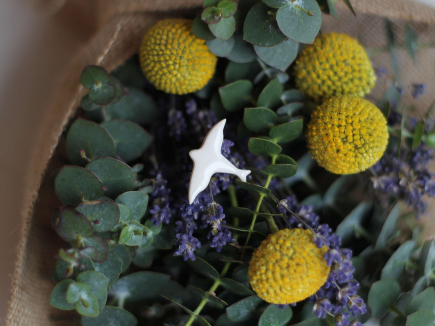 brosa pasare calatoare